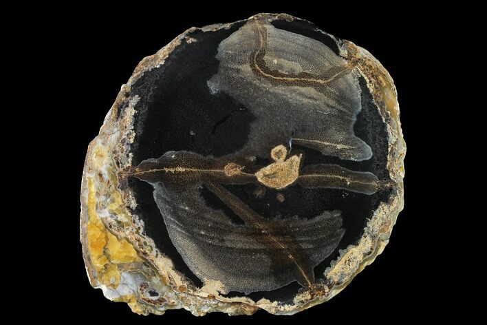 Petrified Palm Wood Round - Wyoming #143978